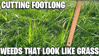 Cutting Footlong Weeds