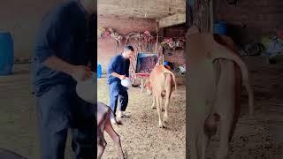 Kuchh aur pakane laga #funny #comedy #cow #animal 