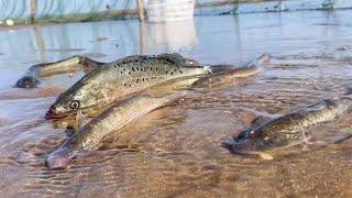 Several huge bass beached!