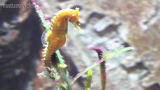 How the seahorse got its shape -- by Nature Video