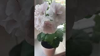 Pelargonium ice rose