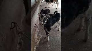 baby cow #short #youtubeshorts #short #video