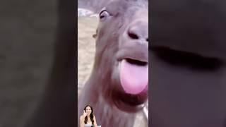 Cute baby riding a pig #cute #baby #pig #funny #cutebaby #cutebaby