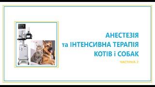 Breeder expert. Анестезія та інтенсивна терапія котів та собак. Лекція для заводчиків. №2