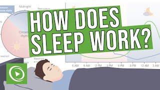 How does sleep work? - Introduction, Physiology, EEG, Circadian Rhythm & Stages of Sleep