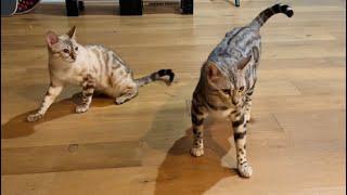 Sister cats love to play, pounce, and slap each other!