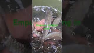 Empurau species released 13Apr2025 #kelah #ponds #kolam #hobby #hobbies #rare