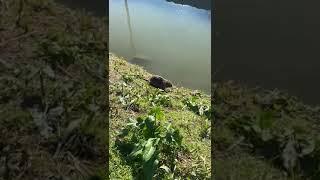 nutria castorino #nutria #castoro