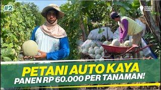 ILMU DASAR TANAM MELON !! WAJIB PAHAM SEBELUM GAGAL