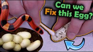Our Milksnakes Laid Eggs! (Two Species!)