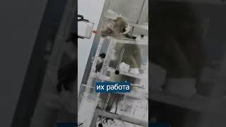 Ученые соединили МОЗГ примата с КОМПЬЮТЕРОМ