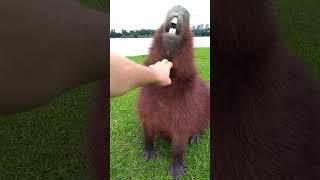 A Fun Fact About Capybara Teeth!