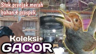 Prenjak merah gacor||KOLEKSI kios-bahan prospek.