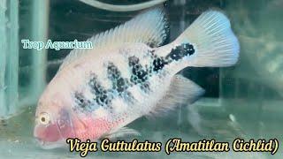 CENTRAL/SOUTH AMERICAN CICHLIDS [Trop Aquarium] (Singapore) last upd. 02.08.2024