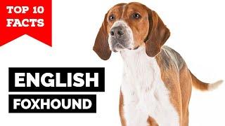 English Foxhound - Top 10 Facts