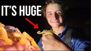 Are Giant Desert Scorpions Dangerous? America's Largest Scorpion!