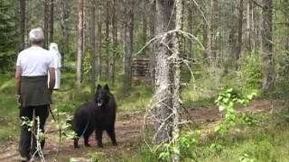 Belgian Shepherd Timber character discription MH 8 10 from 10