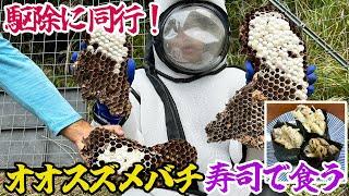 駆除に同行！オオスズメバチを寿司で食う