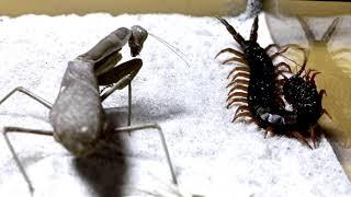 Богомол против сколопендры. Mantis vs scolopendra. Насекомые