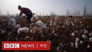 BBC新疆調查：中國棉花行業背後的維吾爾人強迫勞動－ BBC News 中文