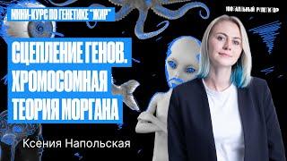 Сцепленное наследование. Хромосомная теория Т. Моргана | Ксения Напольская 100бальный