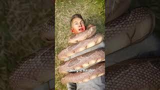 How A Snake Could Choke A Human 