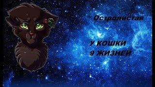 Остролистая-у кошки 9 жизней! Заказ Night Storm КВ! (Читать описание).