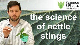 How do stinging nettles sting you? - practical biology experiment 