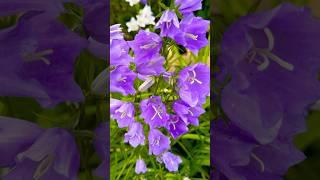 Campanula bell flowers so pretty #garden #nature #bluebell