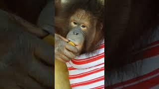 Life stories The orangutan who speaks like a human#shorts