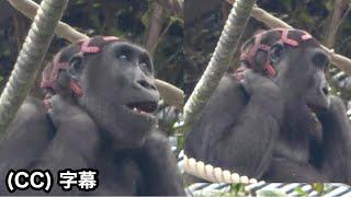 Oh my god! Kintaro is wearing a red ball.｜Momotaro family , Gorilla