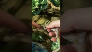 My frog is dumb & eats fingers for fun