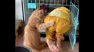 How to tame a human?  Videos of funny cats and kittens for a good mood! 