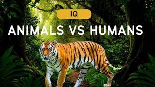 Animal IQ's | Who's The Smartest? | Compared To Humans