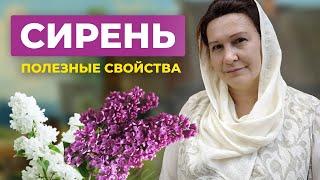 Что Лечит СИРЕНЬ? Применение Сирени в Народной Медицине