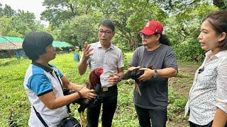 ZAMPEN NATIVE CHICKEN - Bakit sya ang Sumisikat Ngayon? + STRAIN pala sya ng NATIVE MANOK JULOHANO!