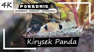 Panda Cory - Complete Care GUIDE! [4K]