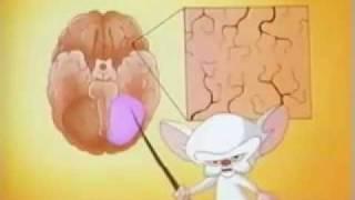 Pinky& The Brain-Parts of the Brain