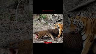 Tiger VS Komodo Dragon Encounter in The Wild! - Blondi Foks #shorts