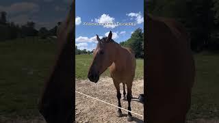 I flew so high  #equestrian #laughoutloud #horserider #flying #thrown #buckinghorse #funnyhorse