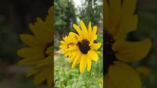 27 April 2025 #beautiful #garden #pollinatorgarden #shorts @Rita's cooking and gardening