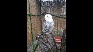 Snowy Owl/Sova Snežná