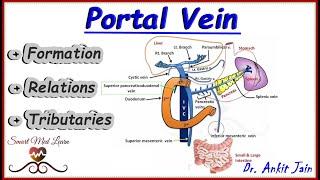 Portal vein / Anatomy / Simplified - Formation, Relations and Tributaries