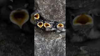 “Before you learn to fly, everything seems high!” violet green swallows  #babybird #nature #birds