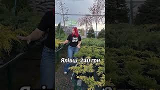 Вічнозелений акцент: ялівці, що змінюють простір саду #shorts #shortsvideo #juniperus #gardener
