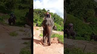 Phuket Island Elephant Sanctuary part 7