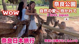 自然の愛に抱かれて | Nara Deer Park Japan|奈良日本旅行|お辞儀をする鹿日本|日本ビデオブログ 4k | へずまりゅう 奈良公園 | Asmr