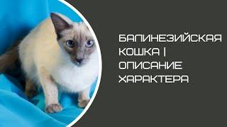 Балинезийская кошка / Балийская / Балинез | Описание характера и породы кошек