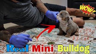  O... M... G... Mini English Bulldog Puppies Available️️