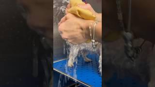 How To Dry Your Dog Off Quickly After A Bath 